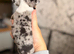 Two male puppy chihuahuas