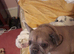 To rehome my dog