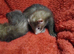 2 jills 2 hobs available