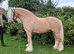 Jonny Bravo 14.1hh 7 year old