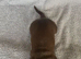 4 beautiful Dashound puppy's