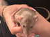 Baby dumbo rats available