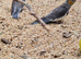 1 cockatiel chicks ready now 8 weeks old