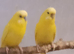 1 pair of budgies