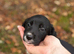 2 playful sprollie puppies left seeking new homes