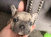 French bull dog