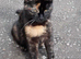 Kittens one boy one girl flead/wormed