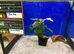 XL Yo-yo Loach (Botia almorhae)