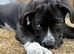 Male cane corso
