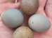 6 Cute button quail chicks