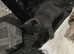 British blue cross (2 available)