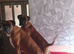 Boxer girl looking for a forever home