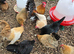 Serama Hatching Eggs