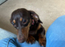 Pet microchipping