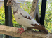 Coloured racing pigeon