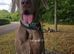 Male weimaraner 18 months old