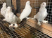Polish owls not many about