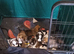Husky akita puppies