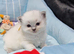 6 beautiful ragdolls ready 25/08