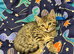 Beautiful Bengal x kittens