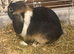 Two beautiful rabbits for sale