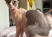 Sphinx
