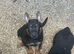 Big beautiful German shepherd puppies