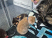 Sushi's litter