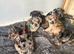 Beautiful frenchie x dachshund pups **6 left**