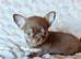 Tiny Russian Chihuahua babies