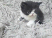 Beautiful Persian kittens