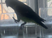 Rare blue bellied Myers parrot male