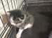 Tabby cross persion