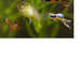 Mixed guppies 2-3 cm; Small size Endler guppy Fry. Fast delivery within mainland UK.