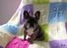 French bull dog age 2 girl