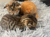 Kittens