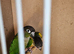 Proven breeding pair conure