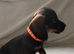 Beautiful litter of Dachshund Puppies For Sale