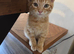 Pixie bob mixed kittens now ready to leave