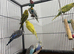 *Baby Budgies available £75 a pair*