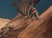 Tanganyikan cichlids