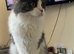Persian Ragdoll and I can’t own a cat anymore due to my landlord please if someone wants him he’s all clear