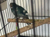 3 x Hand reared baby kakarikis for sale 12 weeks old