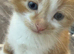 Adorable kittens looking for new homes