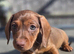 1 last male dachshund puppy ready sunday