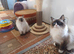 Female ragdoll kitten