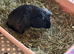 5 Week Old Male Guinea Pig - Sooty
