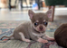 Beautiful quality BLUE/LILAC apple head chihuahuas