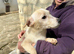 Robbie & Benny &ndash;If Labradors had a &ldquo;pocket edition&rdquo;&hellip; these would be it