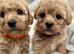 Adorable Maltipoo